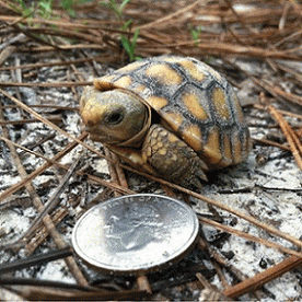 Sloth (USA-2) : We Can Use This Quarter to Dry My Socks at the Laundro-mat! My Little Flippers Are Chilly!
